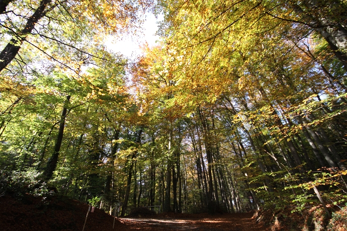 Automne au Mt-Pelerin - 057